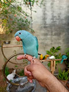 Hand tame blue bird / tamed sun conure / love bird / cocktail