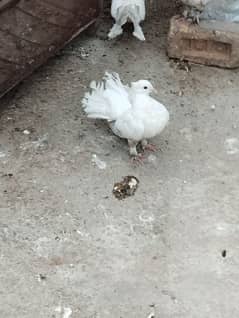 White lucky breading pair for sale. . young and healthy breading pair