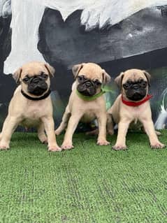 Pug puppies are available here parents are impoterd