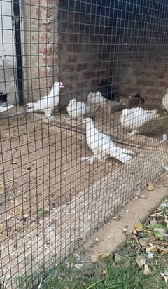 Pure Quality Full White Frillback Pigeon Pair
