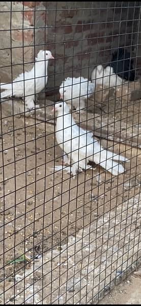 Pure Quality Full White Frillback Pigeon Pair 1