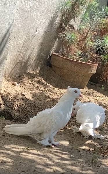 Pure Quality Full White Frillback Pigeon Pair 2