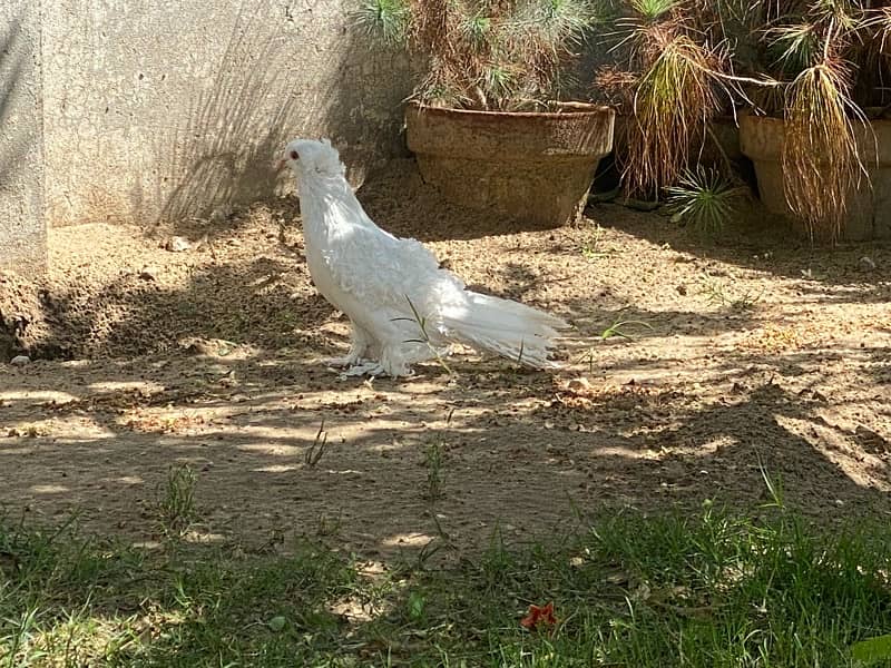 Pure Quality Full White Frillback Pigeon Pair 3