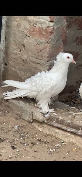 Pure Quality Full White Frillback Pigeon Pair 4