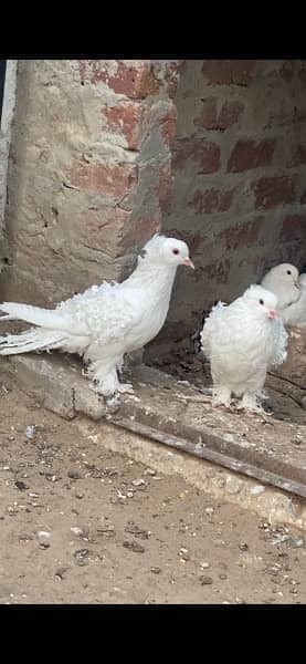 Pure Quality Full White Frillback Pigeon Pair 5