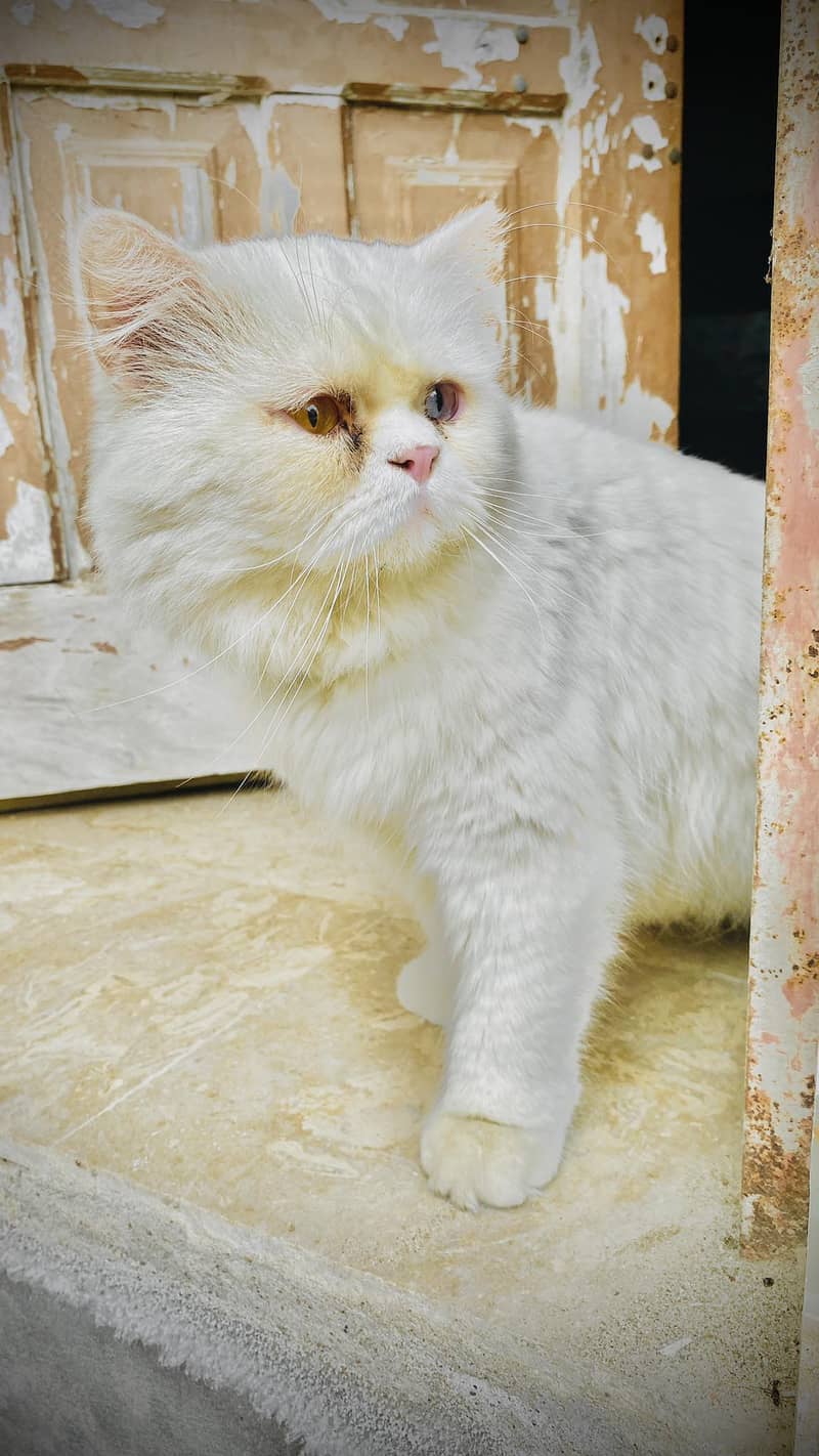 Cat male for sale 03366943094 3