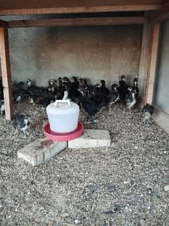 New flock Part-2 Australorp 1 Month chiks available 0317-2718631