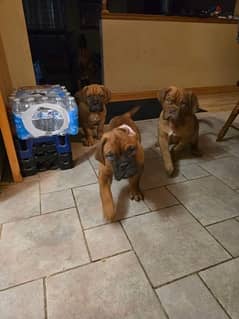 French mastiff puppies are available for sale