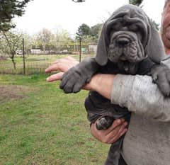 Neapolitan mastiff puppies are available for sale urgently