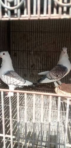 Sentient pigeons