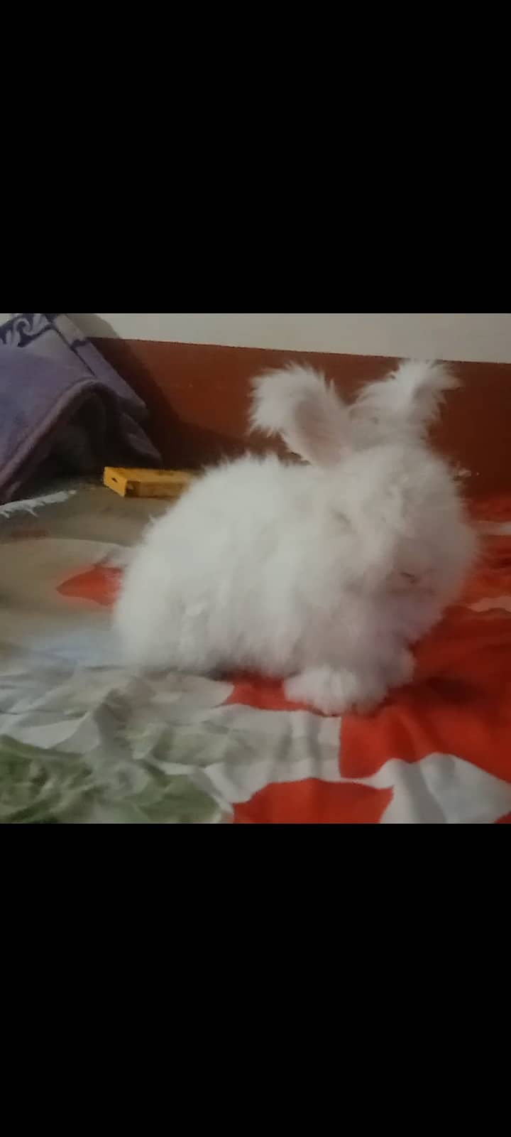 Rabbit. . English Angora. . 1 year. . red eyes 0