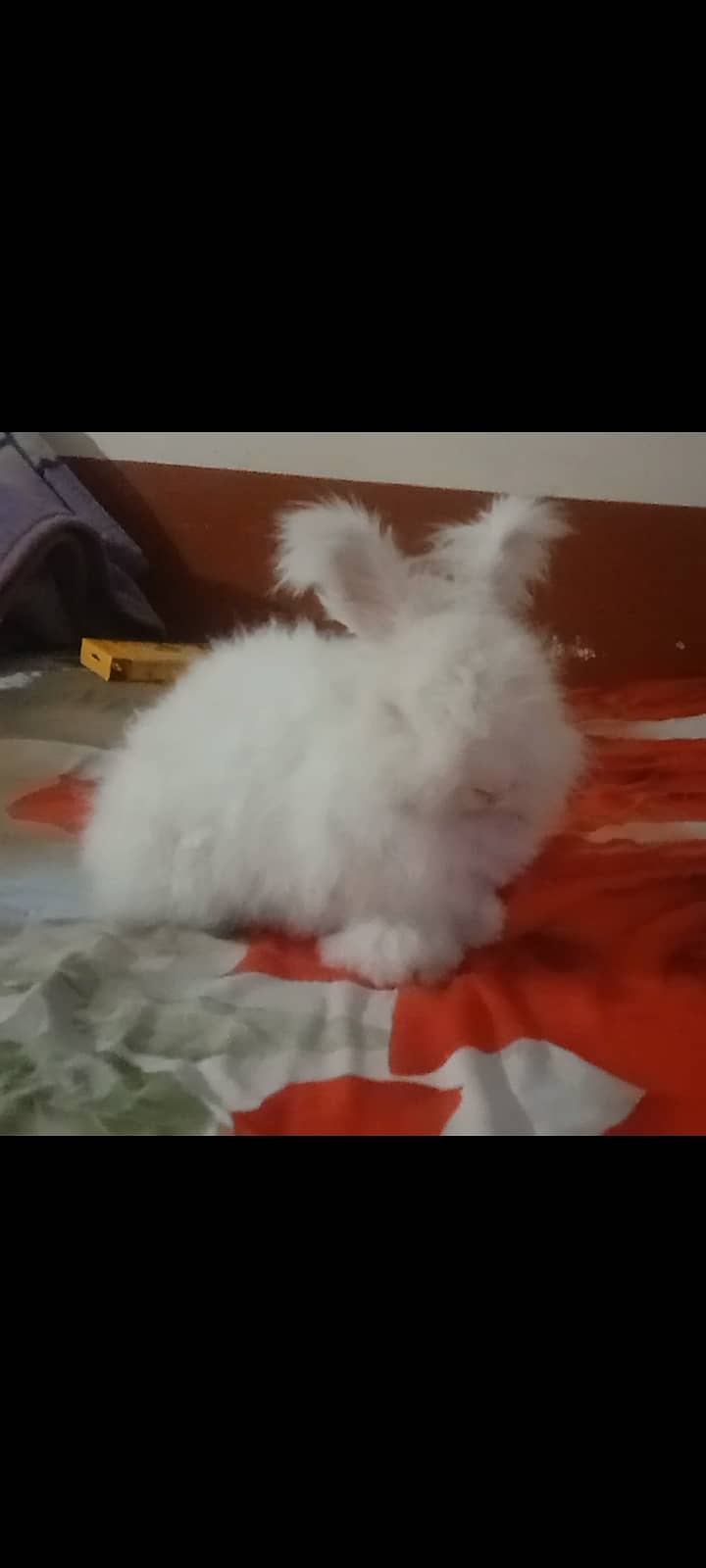 Rabbit. . English Angora. . 1 year. . red eyes 1