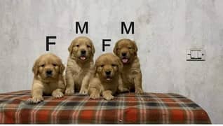 Golden retriever impoterd parents puppies are available here
