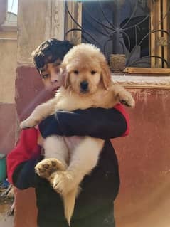 Golden retriever puppies are available for sale urgently