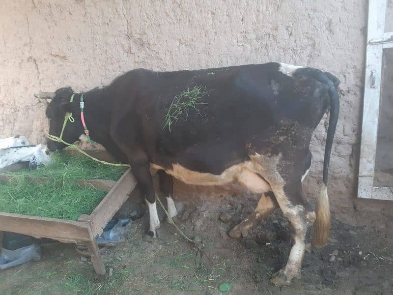 Cow with baby boy(5 months) 12 to 15 milk liters p/day 0