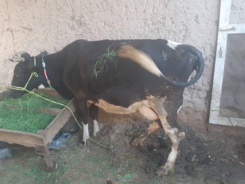 Cow with baby boy(5 months) 12 to 15 milk liters p/day 1