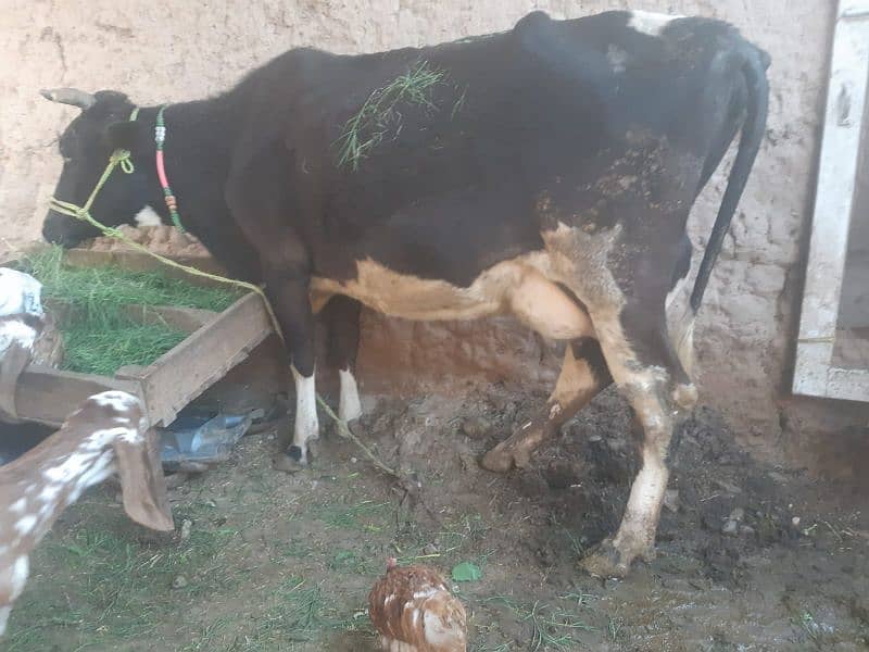 Cow with baby boy(5 months) 12 to 15 milk liters p/day 2
