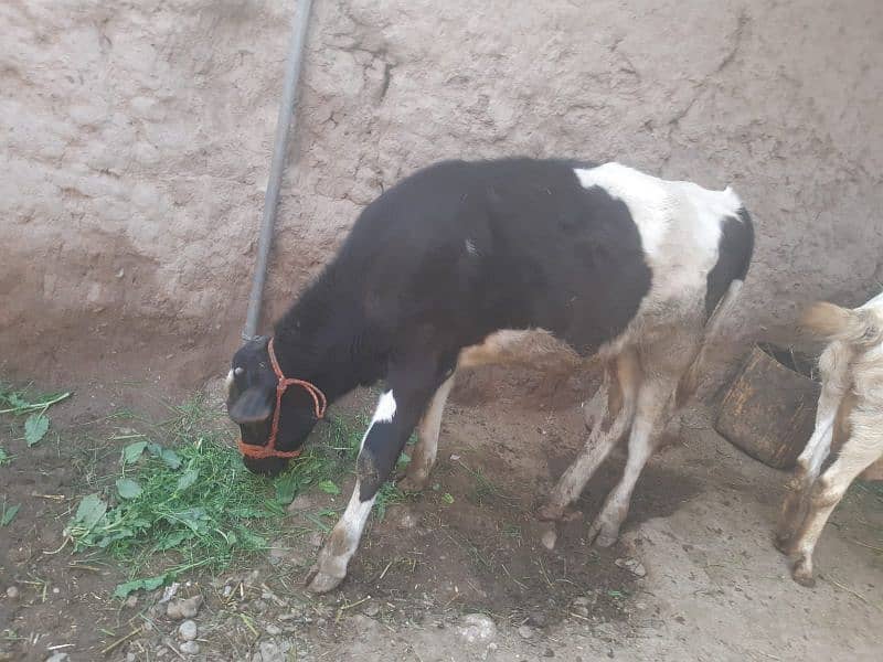 Cow with baby boy(5 months) 12 to 15 milk liters p/day 3
