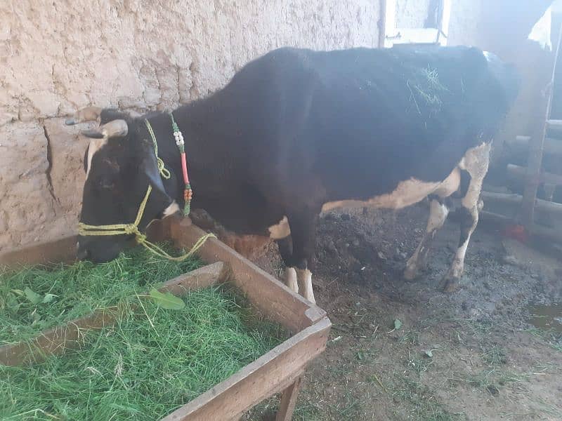 Cow with baby boy(5 months) 12 to 15 milk liters p/day 5