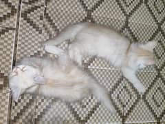 PERSIAN MALE KITTEN PAIR IN UNIQUE COLOR 9000 each kitten