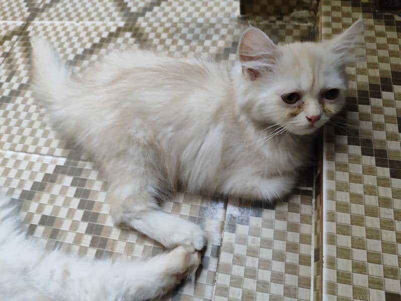 PERSIAN MALE KITTEN PAIR IN UNIQUE COLOR 9000 each kitten 2