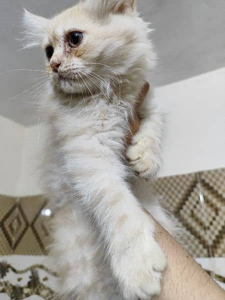 PERSIAN MALE KITTEN PAIR IN UNIQUE COLOR 9000 each kitten 3