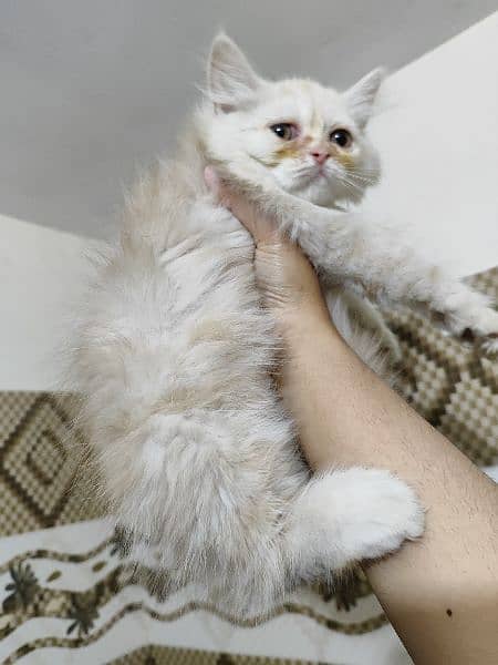 PERSIAN MALE KITTEN PAIR IN UNIQUE COLOR 9000 each kitten 4