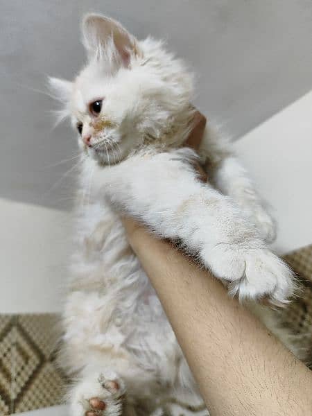 PERSIAN MALE KITTEN PAIR IN UNIQUE COLOR 9000 each kitten 6