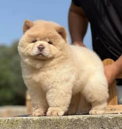 Chow Chow impoterd puppies are available in Pakistan