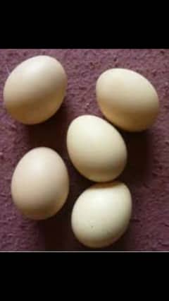 White silkie eggs (03028049419)