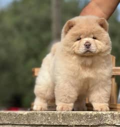 Chow chow puppies available in Pakistan urgently for sale