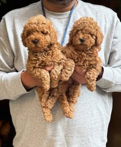 Toy poodle puppies available in Pakistan for sale