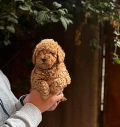 Toy poodle puppies are available  in Pakistan urgently for sale