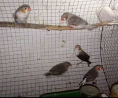 Finches 0