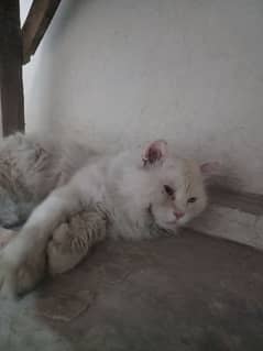 White Persian cat Male (vaccinated) Only serious buyers can contact