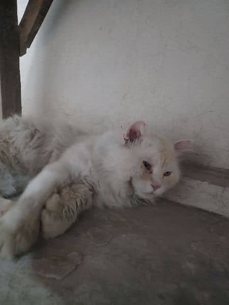 White Persian cat Male (vaccinated) Only serious buyers can contact 0