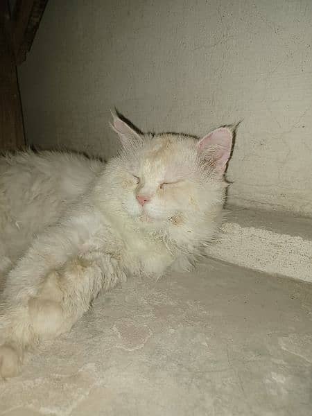 White Persian cat Male (vaccinated) Only serious buyers can contact 1