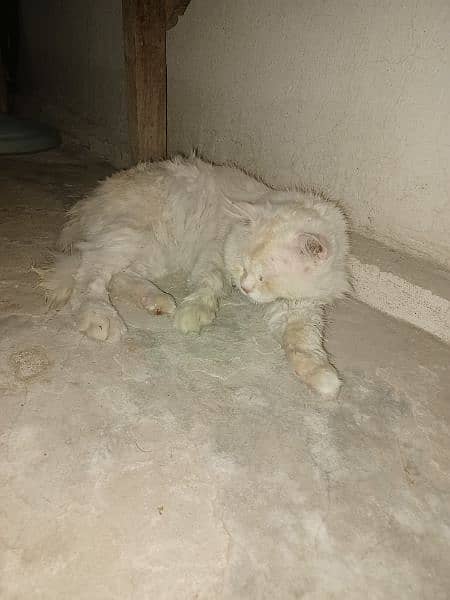 White Persian cat Male (vaccinated) Only serious buyers can contact 3