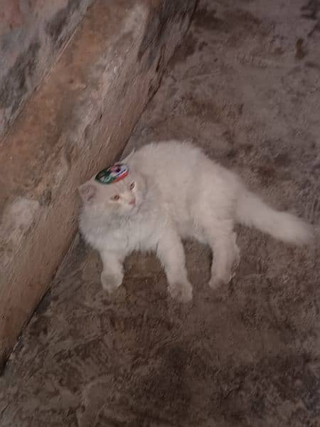 White Persian cat Male (vaccinated) Only serious buyers can contact 4