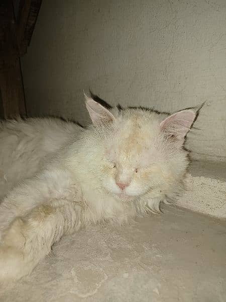 White Persian cat Male (vaccinated) Only serious buyers can contact 6