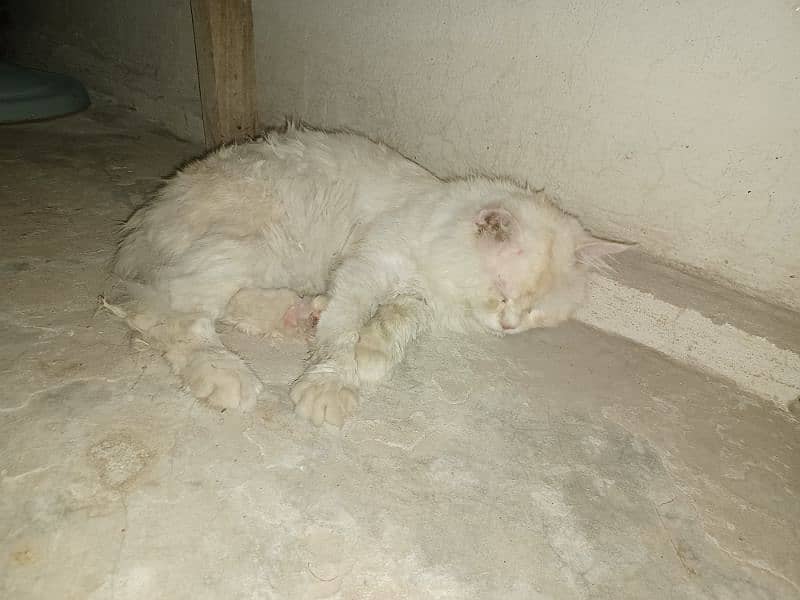 White Persian cat Male (vaccinated) Only serious buyers can contact 9