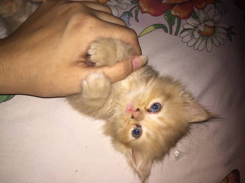 2 months old kitten ginger brown 1