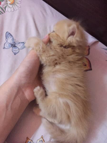 2 months old kitten ginger brown 3
