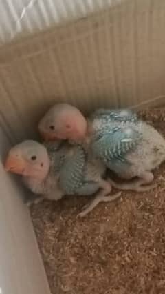 2 Raw parrot Chicks for sale