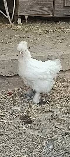 Fertile Eggs Silkie Silky Barahma Arecuana Sultan Aseel 0