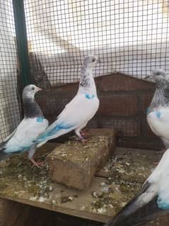 holsale rate of pigeons