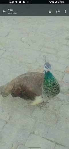 peacock female 0