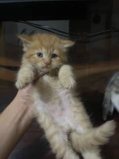 Persian kitten . Punch face