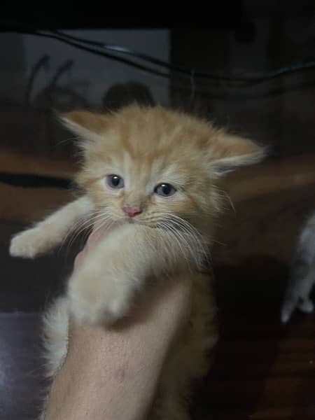 Persian kitten . Punch face 3