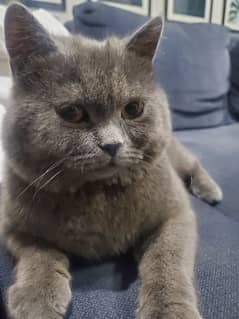 persian cat double fur